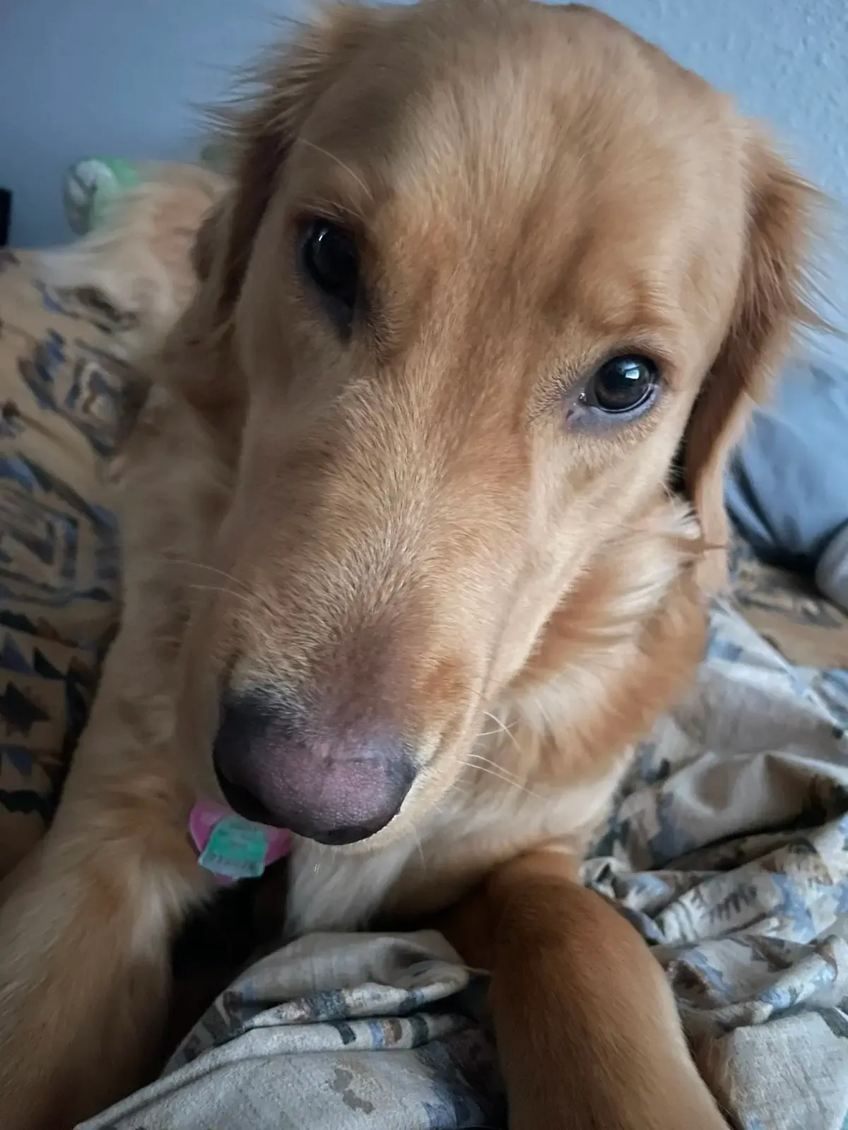 Nala resting comfortably on the bed