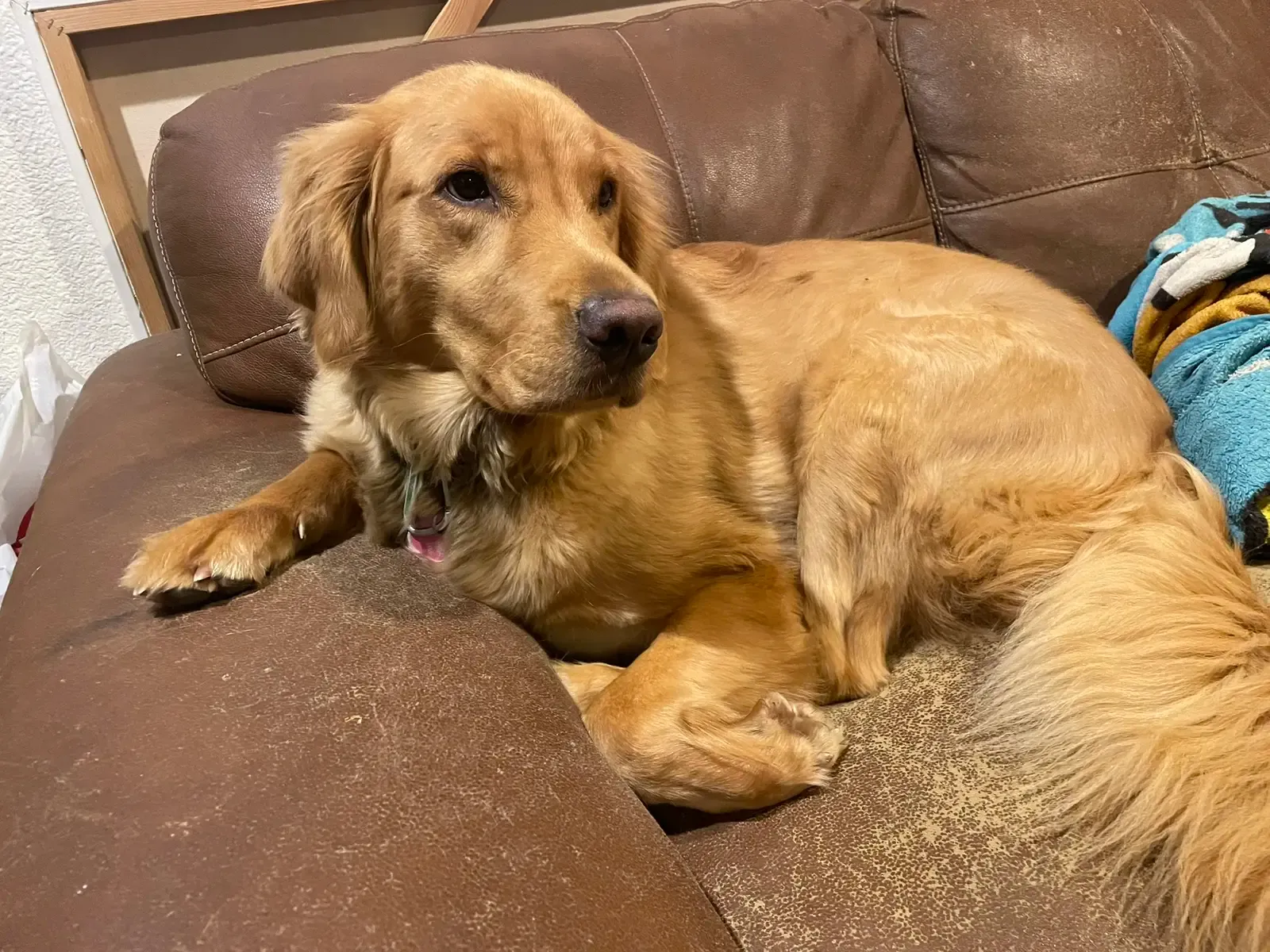 Nala curled up on the couch