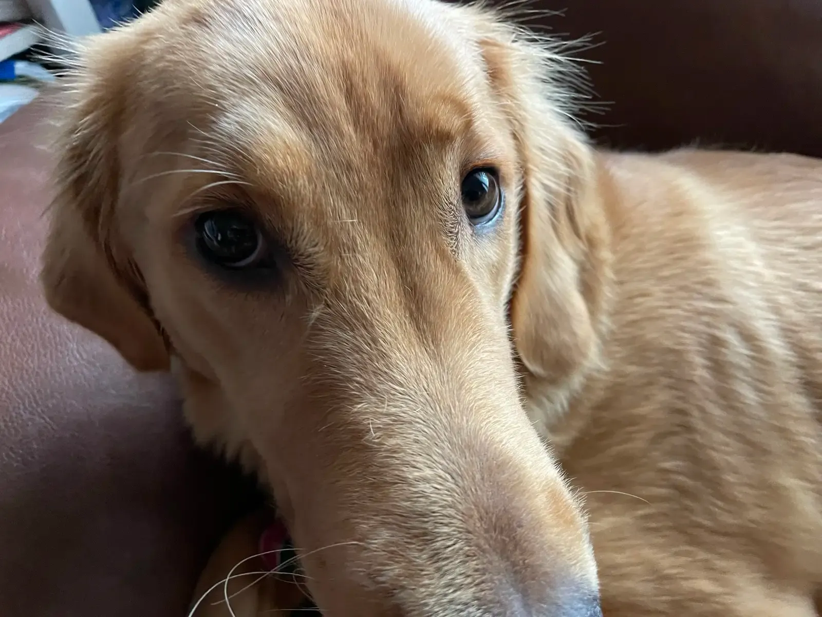 Nala, a golden retriever puppy, gazing at the camera