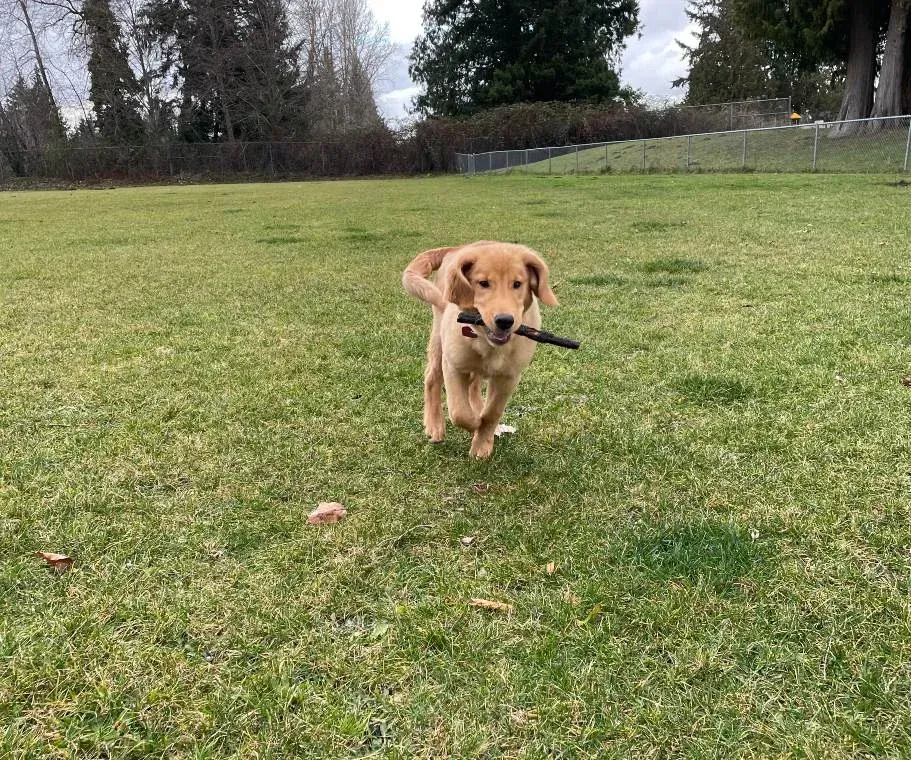 Nala the golden retriever
