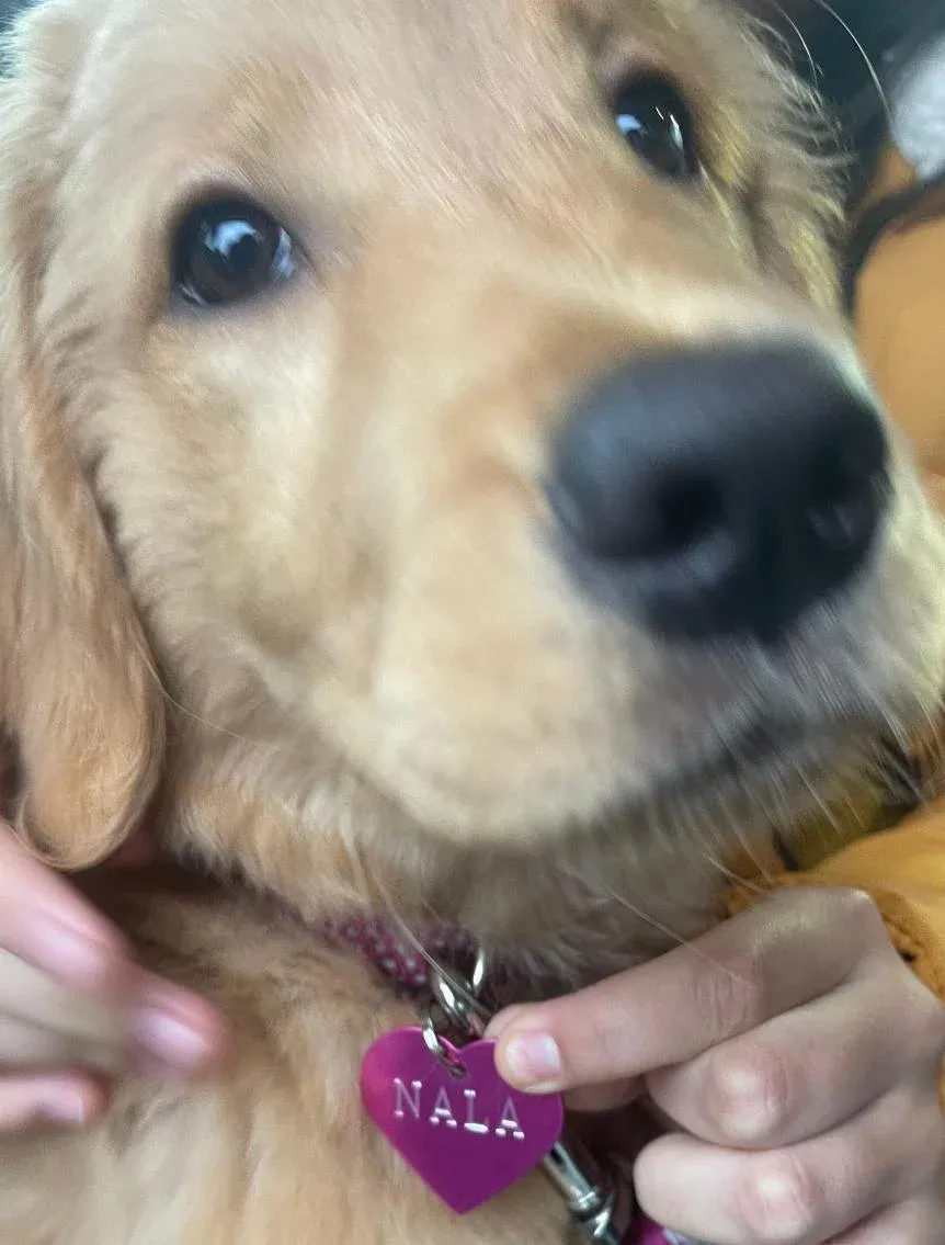 Nala the golden retriever — nala portrait