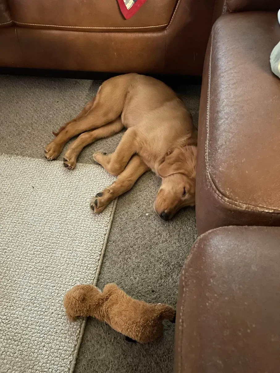 Nala the golden retriever — nala sleeping