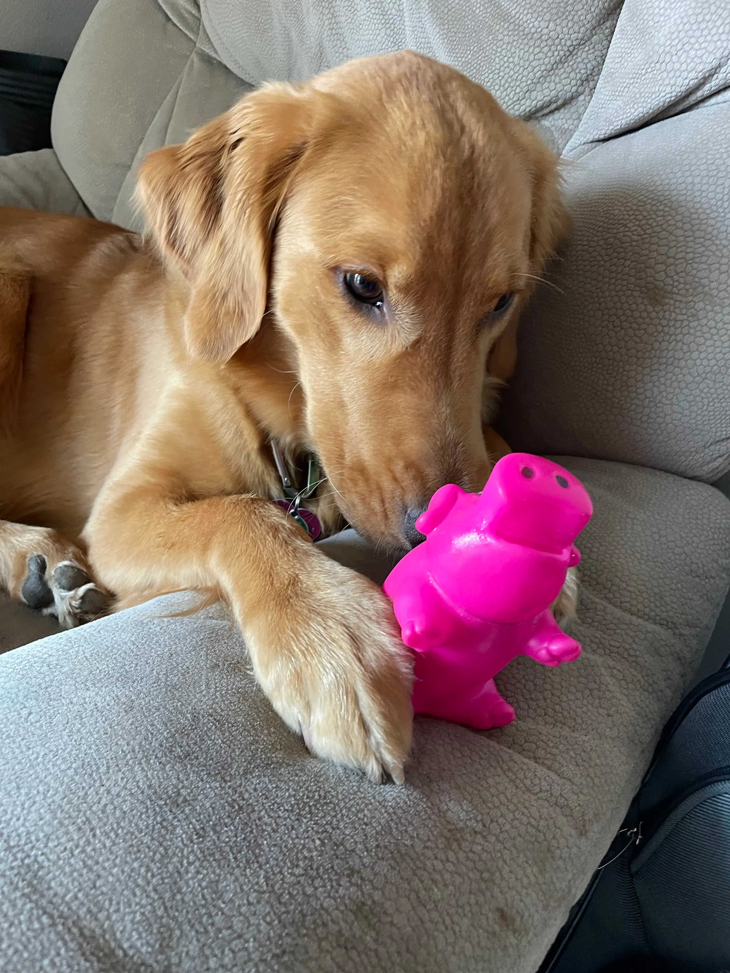 Nala with her favorite toy