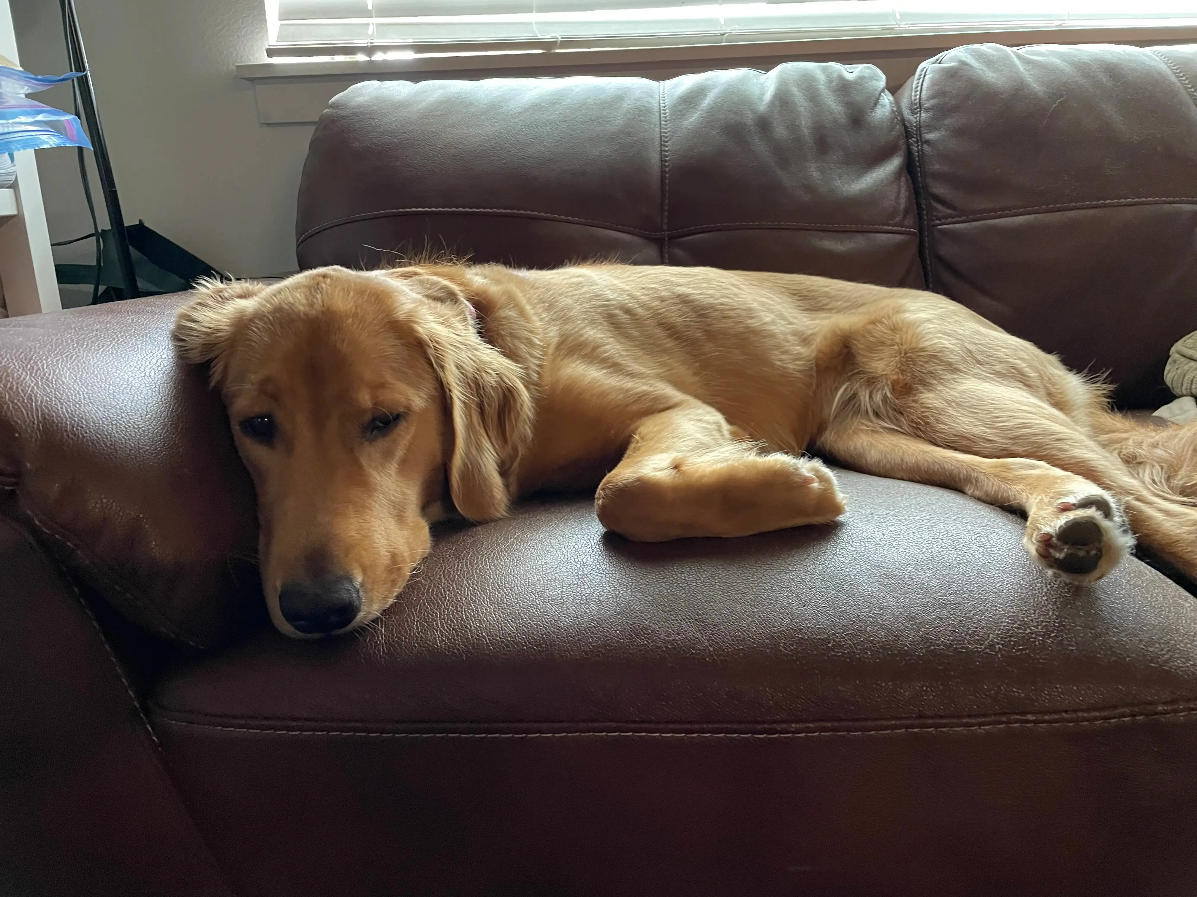 Nala the golden retriever — nala2