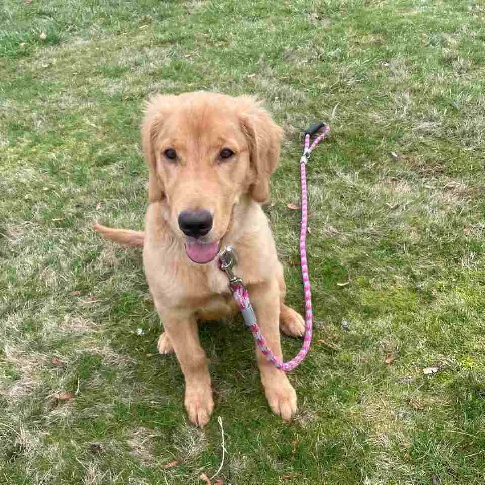 Portrait of Nala, a golden retriever